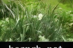 206-topaz-low-resolution-2x