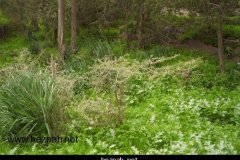 218-topaz-low-resolution-2x