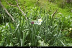 236-topaz-low-resolution-2x