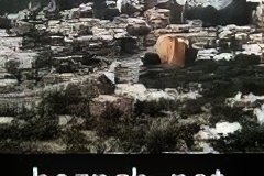 282-topaz-low-resolution-2x