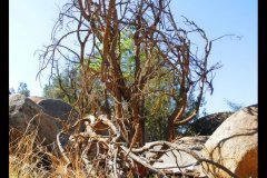 306-topaz-low-resolution-2x