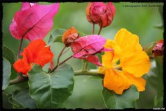 580-topaz-low-resolution-2x