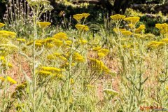 587_0-topaz-low-resolution-2x