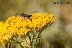 589_0-topaz-low-resolution-2x