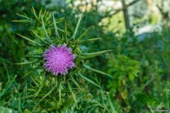 590_0-topaz-low-resolution-2x